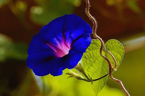 Flor azul de campanilla trepadora con hoja acorazonada