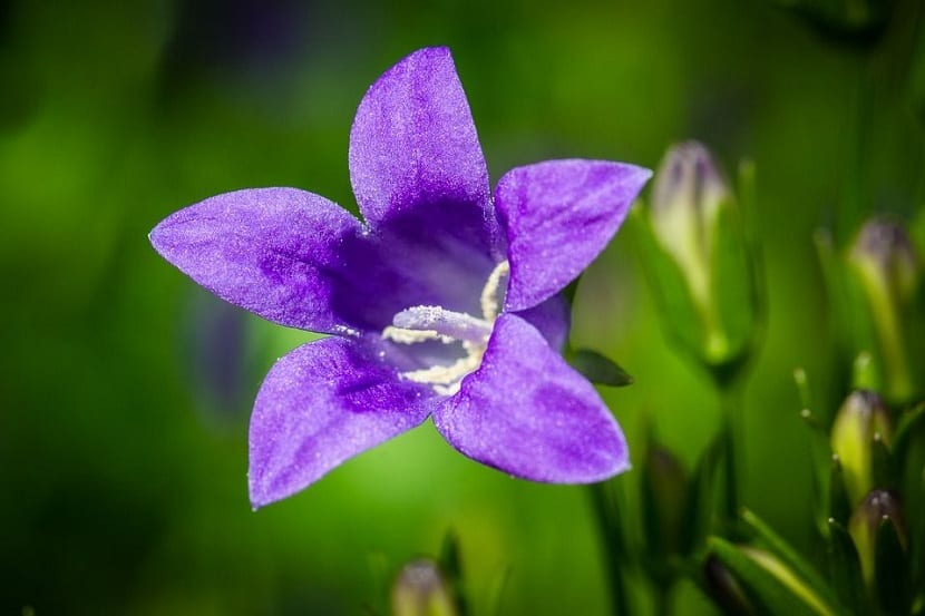 Campanula carpatica en flor