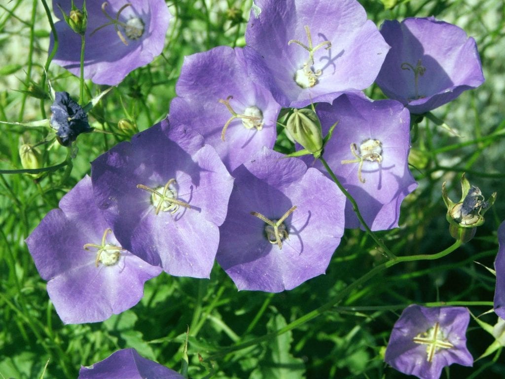 Campanula carpatica: cultivo y cuidados en clima español