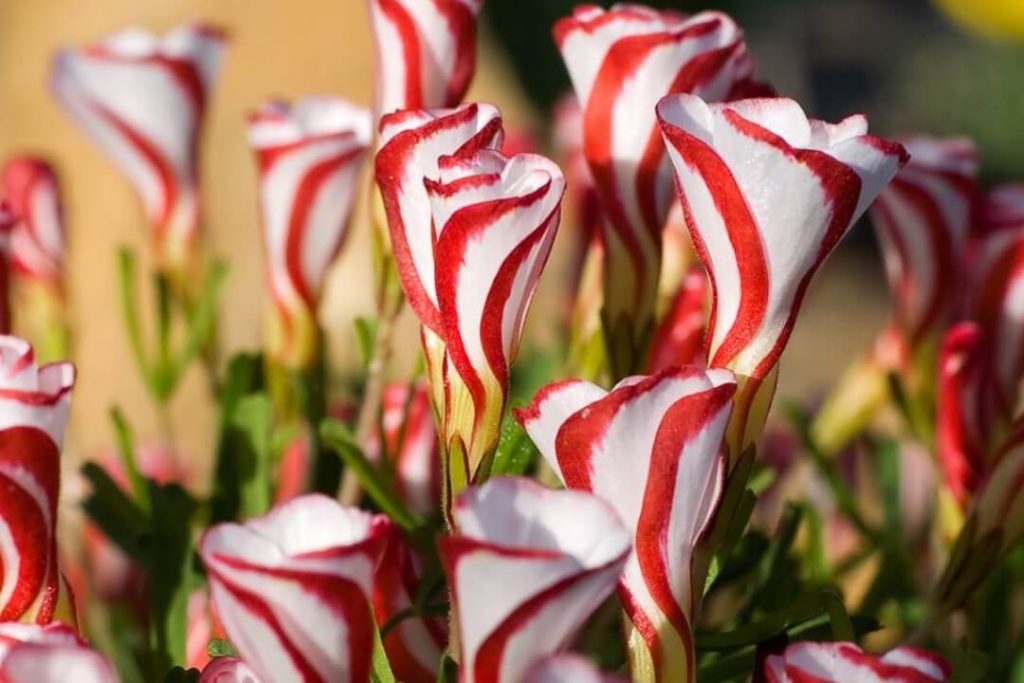 Oxalis versicolor en capullo