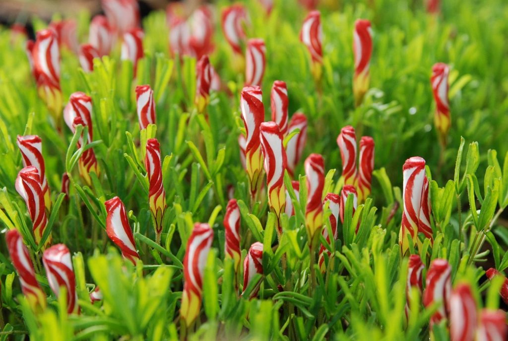 mata de Oxalis versicolor