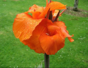 Flor de canna naranja vista de cerca