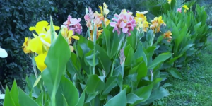 Macizo de cannas con flores amarillas y rosadas