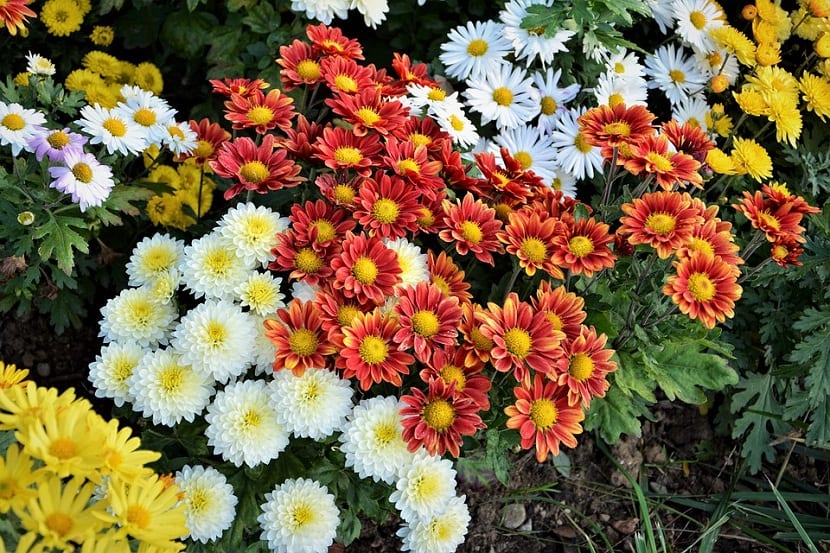 Crisantemos amarillos creciendo en un jardín