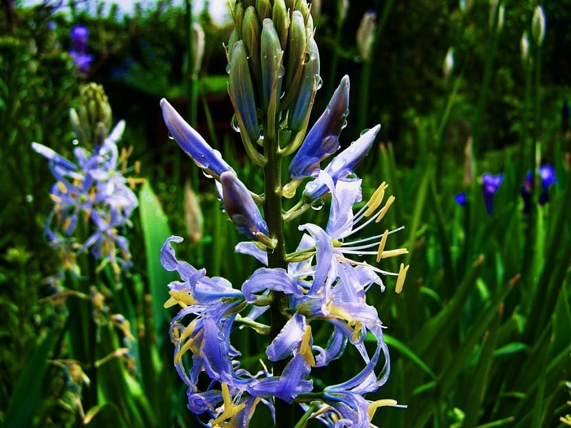 Flor azul de jacinto de los bosques en primavera