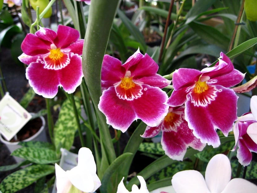Orquídeas: características, cultivo y cuidados paso a paso