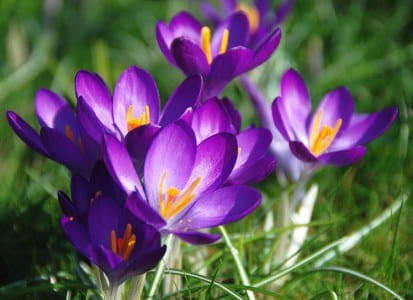 Campo de Crocus sativus en floración de otoño