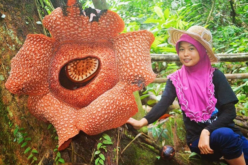 Detalle de los lóbulos moteados y la cámara central de la Rafflesia