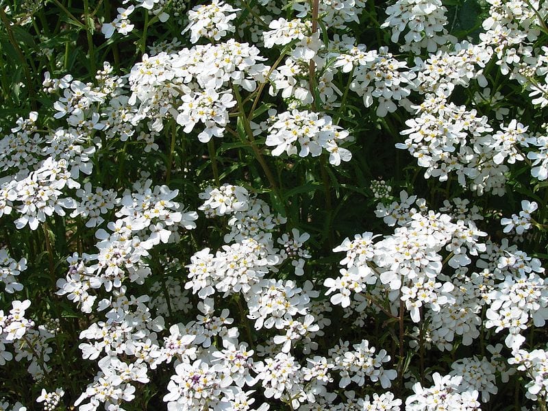Carraspique blanco (Iberis amara): cultivo, siembra y usos
