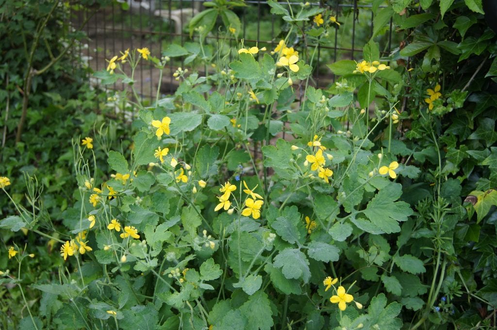 Celidonia (Chelidonium majus): cultivo, usos y toxicidad