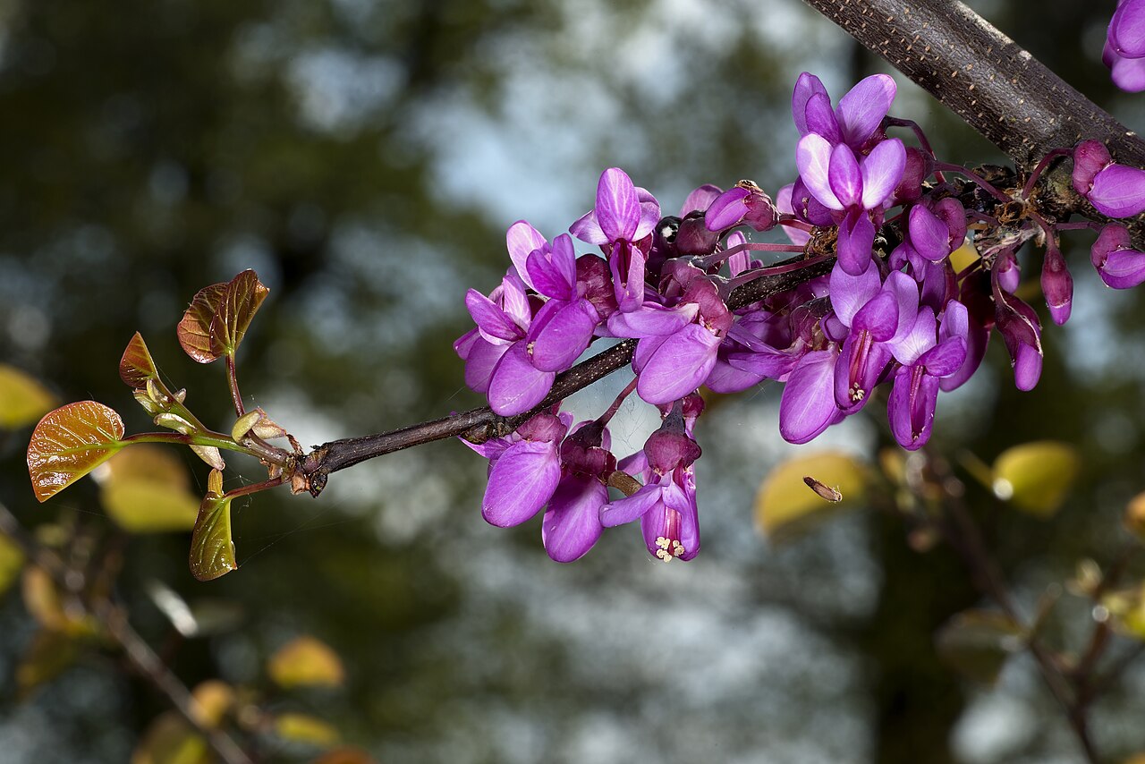 Cercis: qué especies hay y cuál elegir para tu jardín