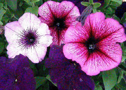 Petunias blanca, magenta y violeta con el nervio marcado