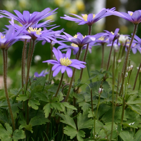 Anemone blanda de flores azul violáceo con centro amarillo