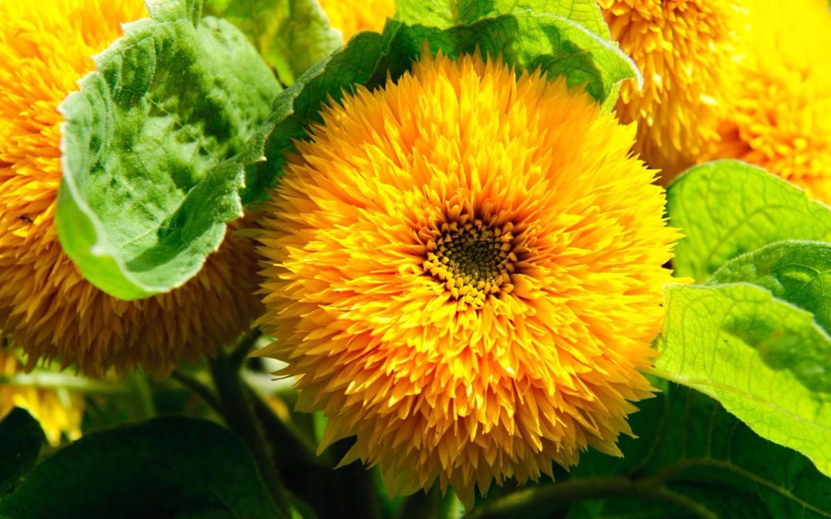 Girasol de flor doble muy anaranjada