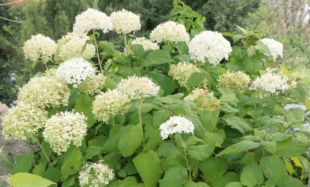 Hydrangea arborescens de inflorescencias blancas y verdosas