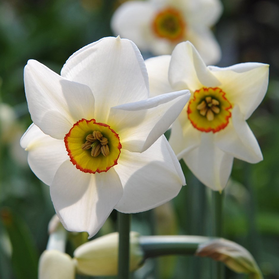 Narcissus poeticus blanco con corona amarilla de borde rojo