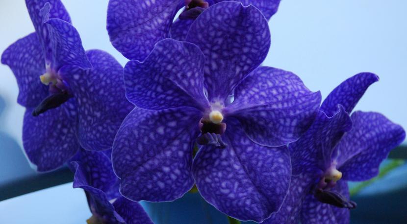 Orquídea Vanda de flores azul violáceo con retícula
