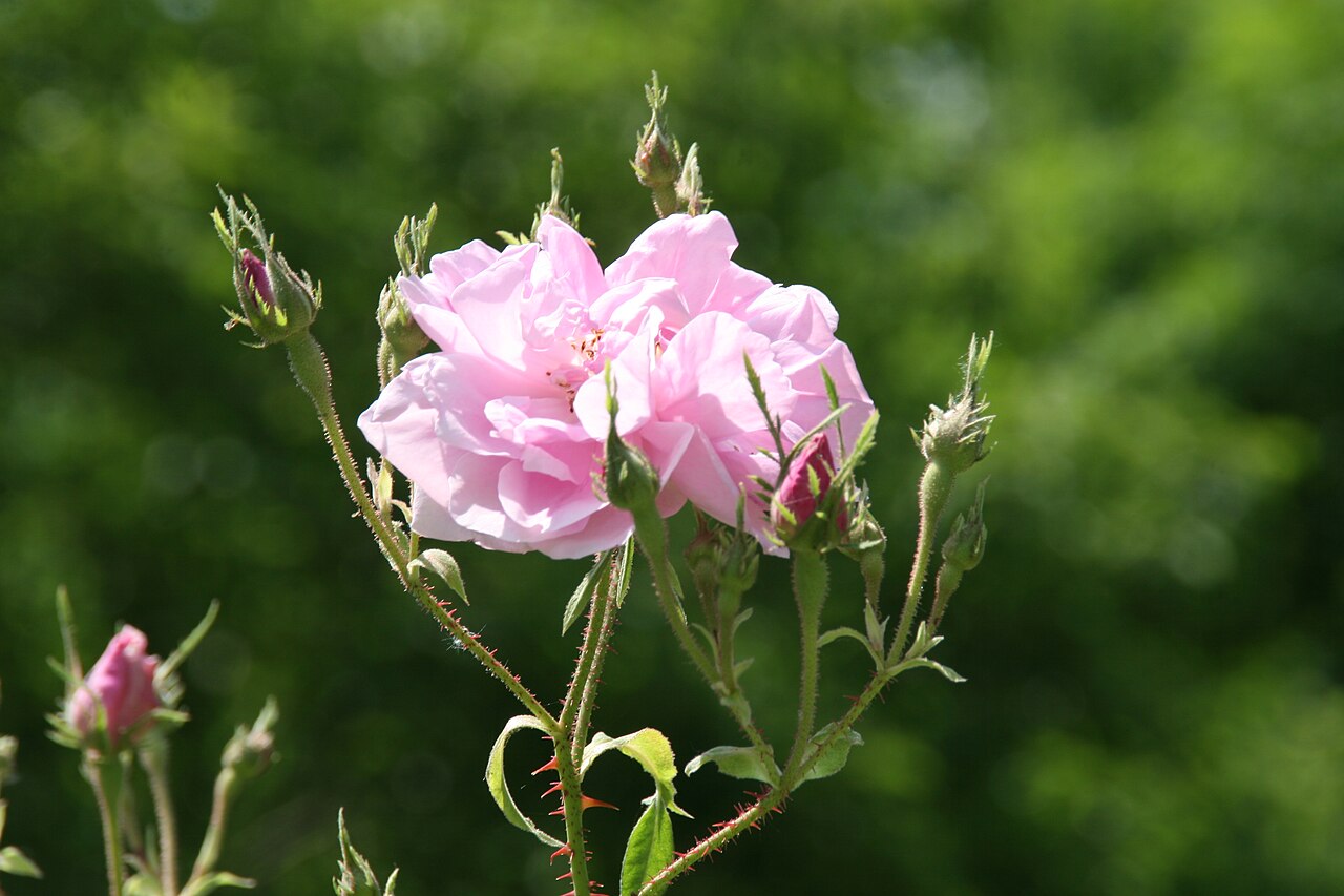 Rosa damascena de flores rosa pálido