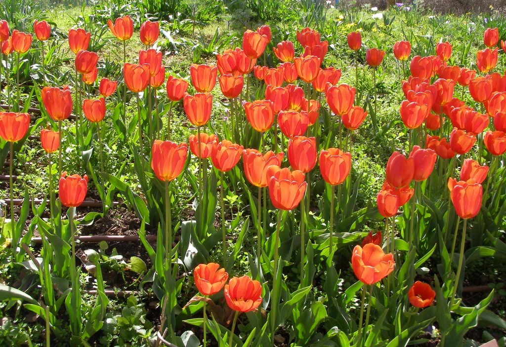 Macizo de tulipanes rojo anaranjados