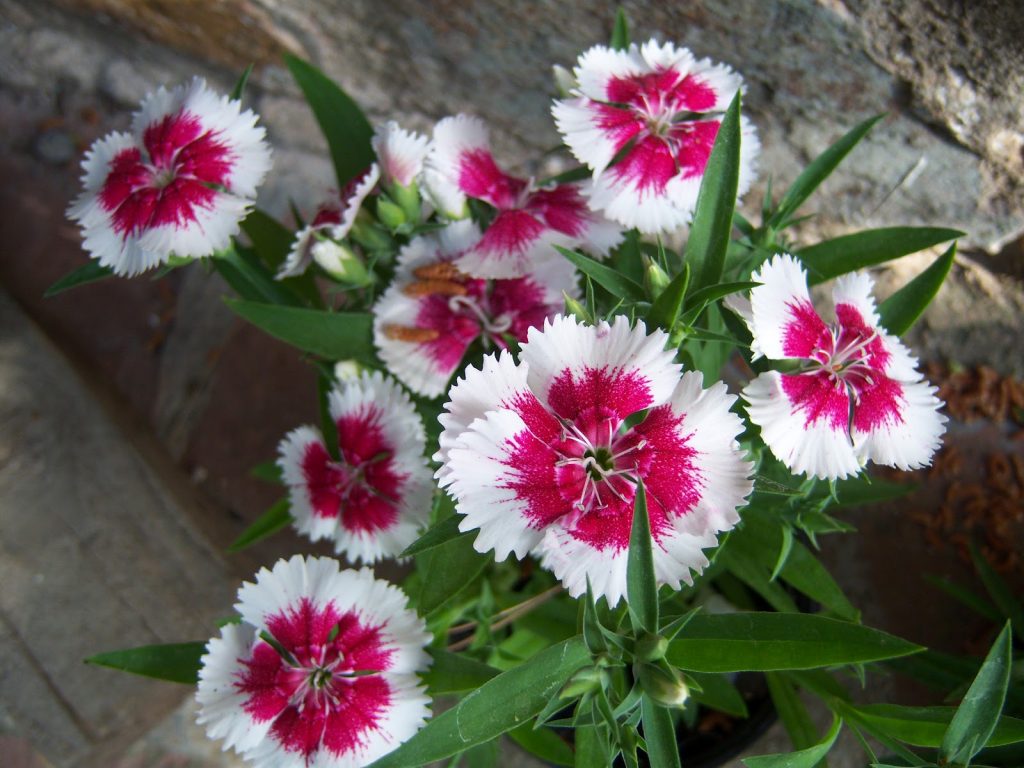 Mata de clavel chino en flor en una jardinera
