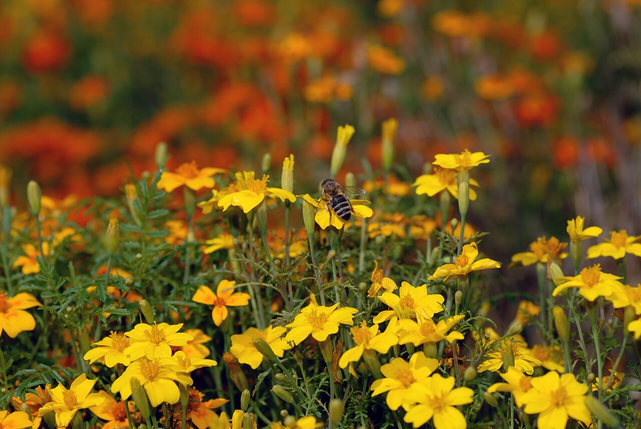 Clavel chino (Dianthus chinensis): cultivo y cuidados