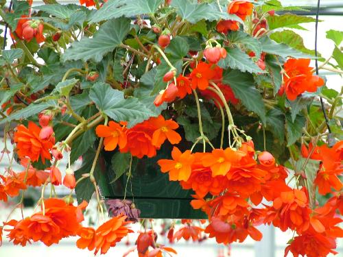 Begonia en flor con hojas asimétricas características del género