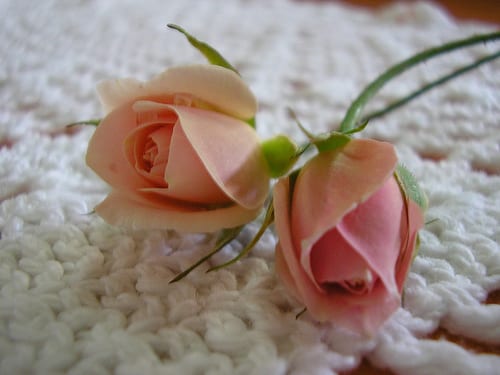 Detalle de flores de rosal miniatura