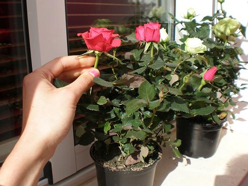 Rosal miniatura en flor cultivado en maceta