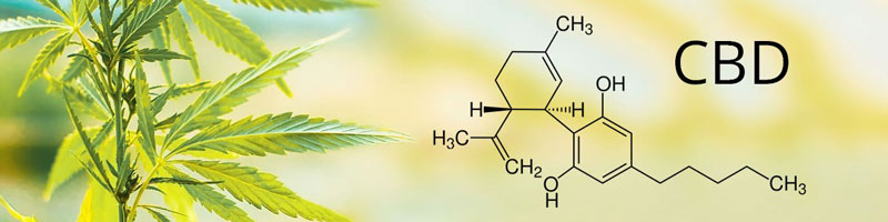 Flores de CBD: cómo leer la etiqueta y el análisis