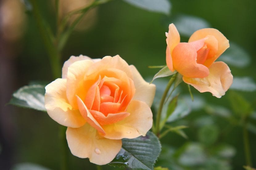 Rosales en floración en un jardín