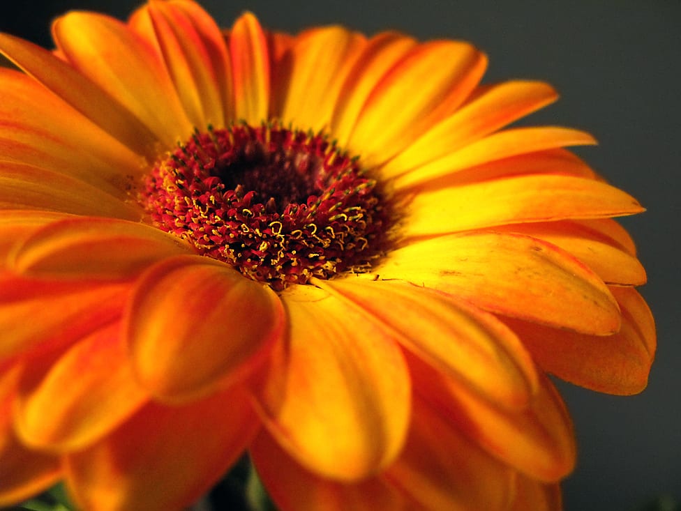 Gerbera naranja: cuidados, riego, luz y plagas