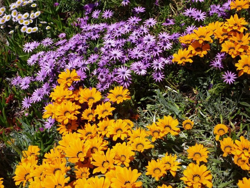 Macizo de flores con distintas alturas y colores