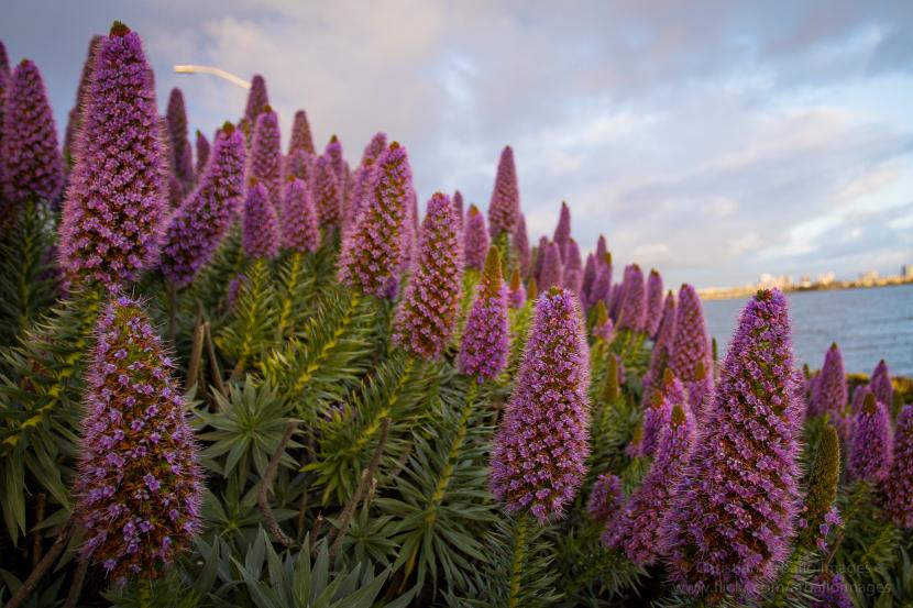 Tajinastes: especies canarias y cuidados en el jardín