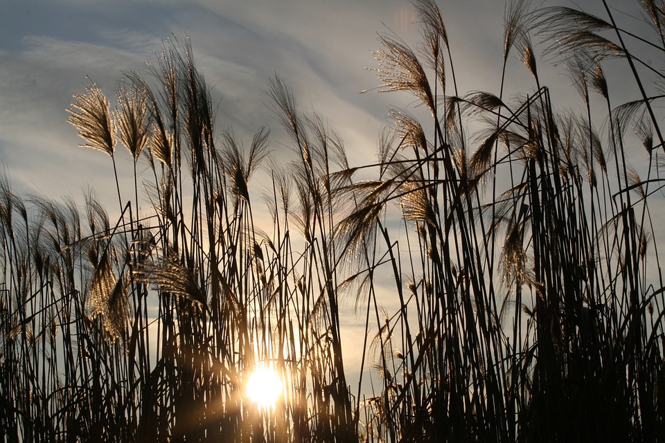 Gramíneas altas en flor al atardecer