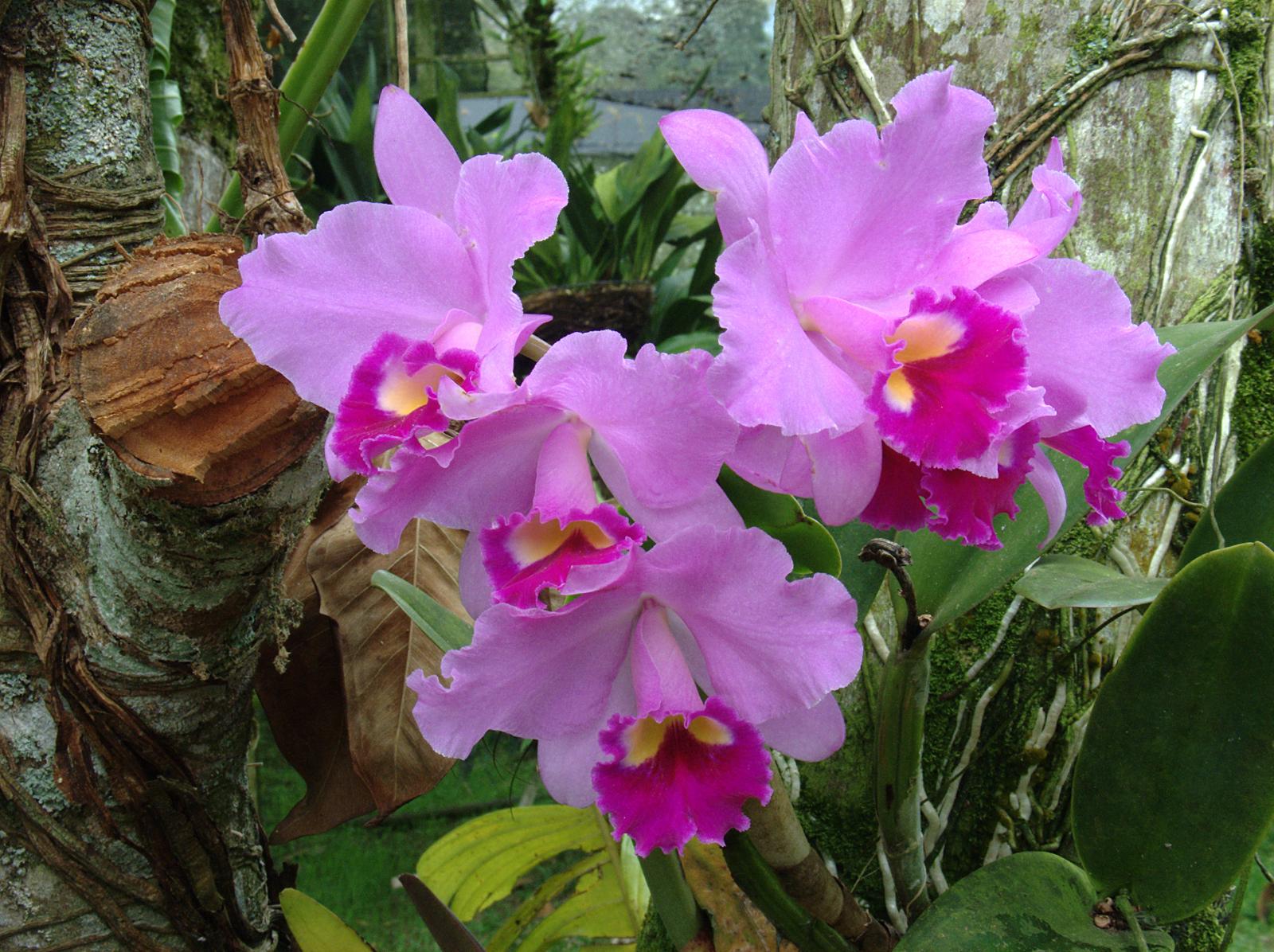 Detalle de orquídea cultivada en maceta