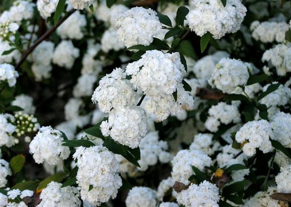Corona de novia de flor doble