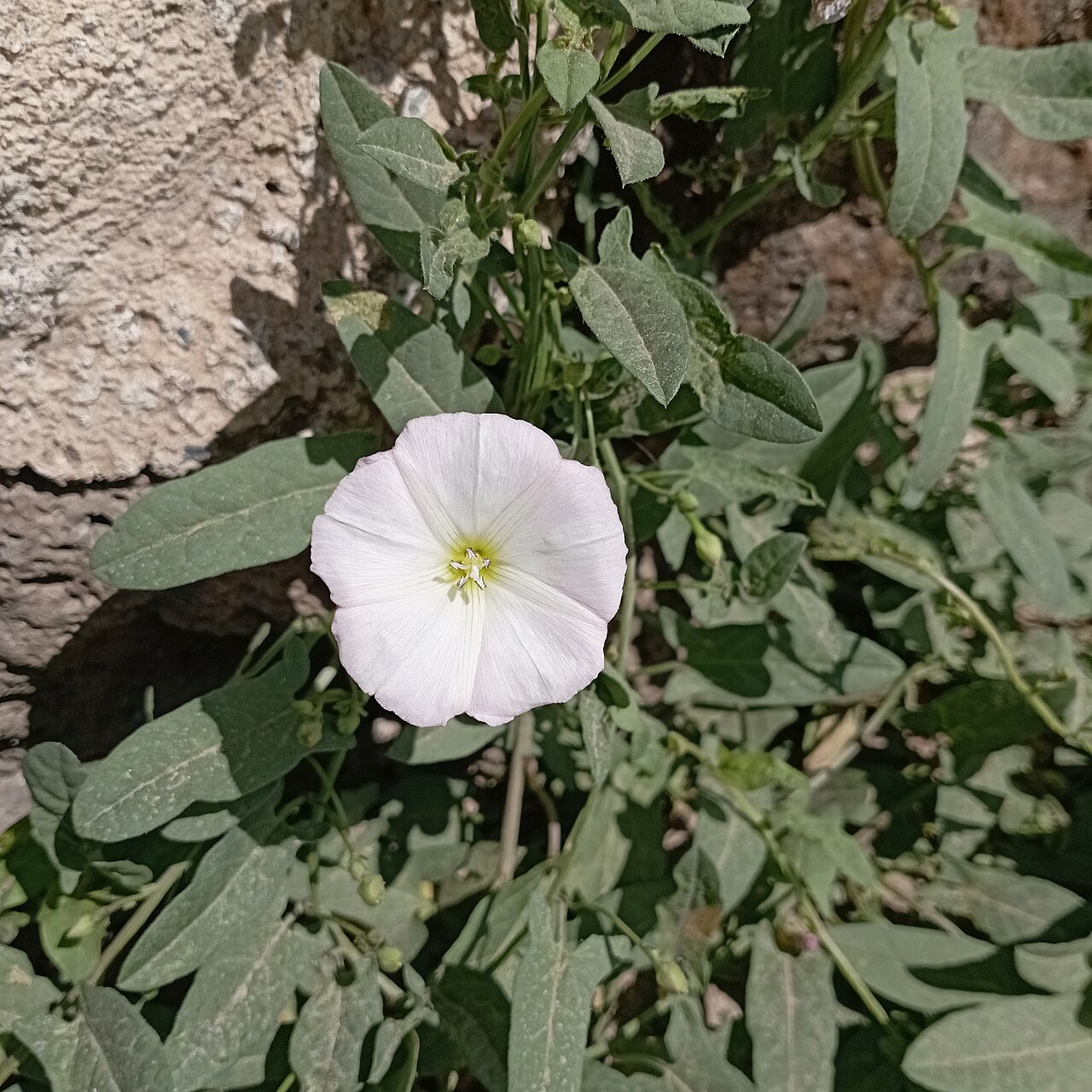Correhuela: que planta es y por que la azada la multiplica