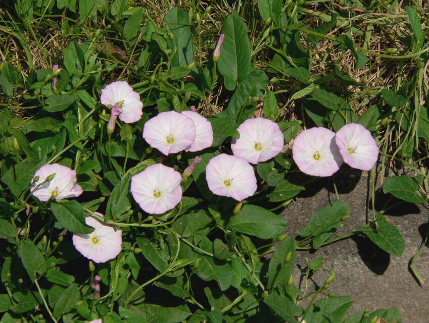 Correhuela de flor rosada