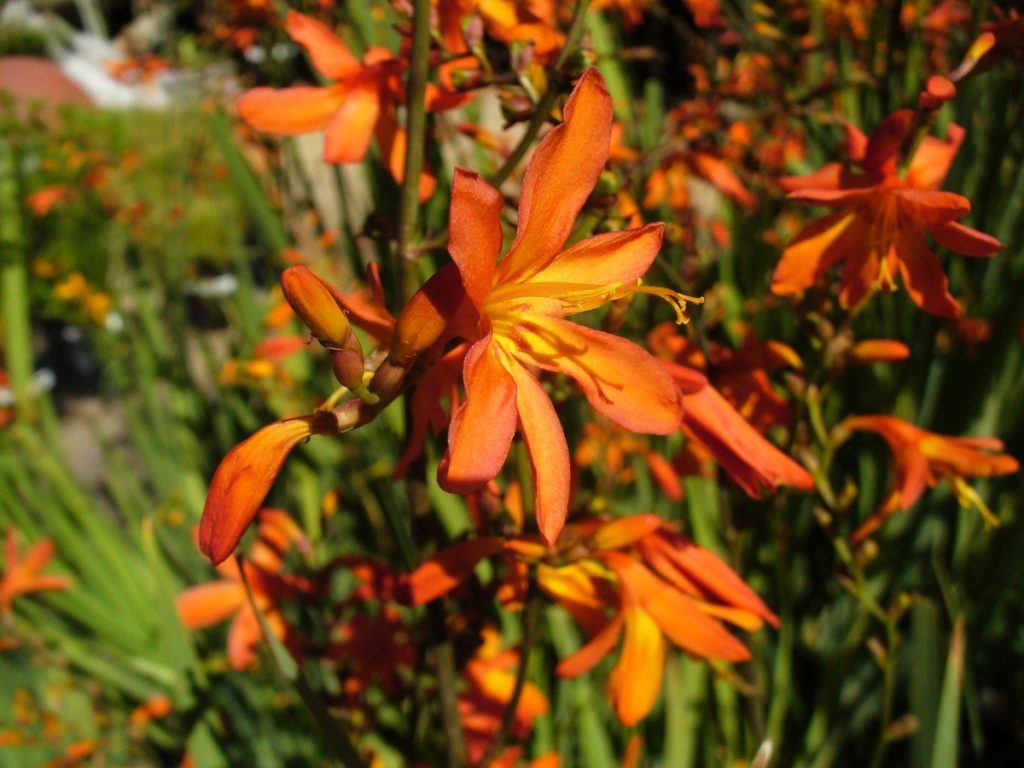 Flores anaranjadas de crocosmia en espiga arqueada