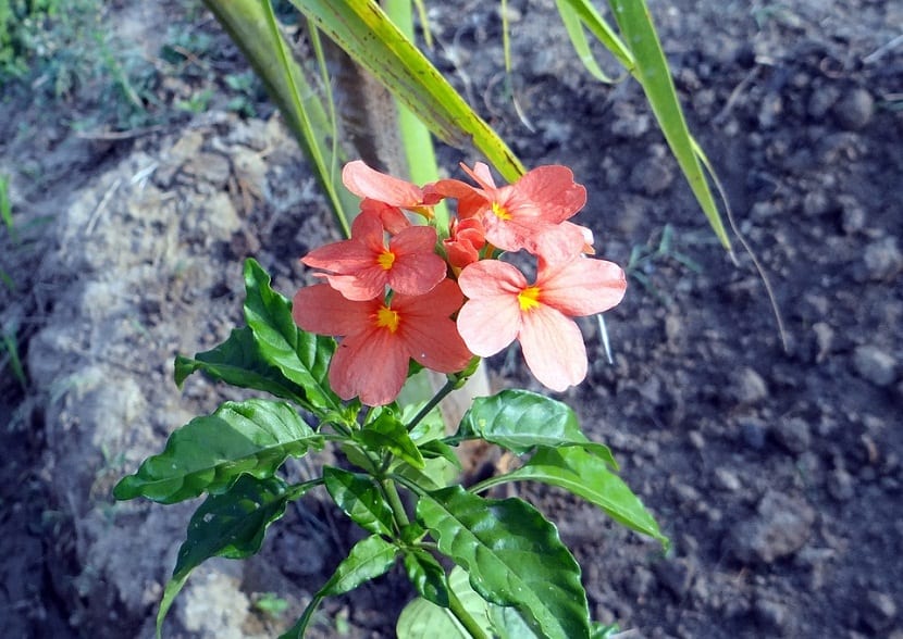 Crossandra: cuidados, luz y floración prolongada