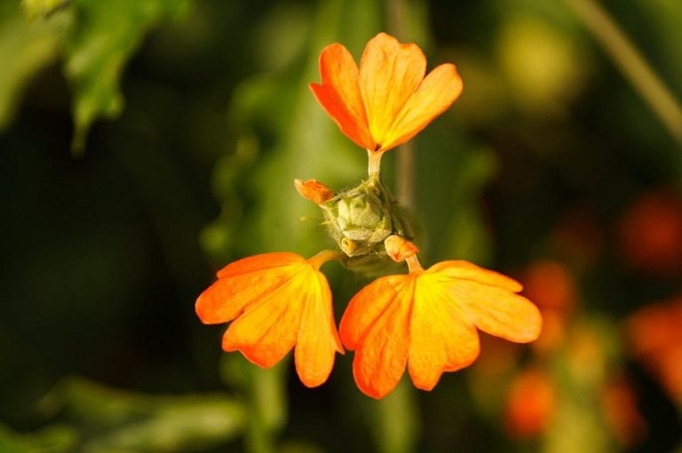 Flor naranja de Crossandra infundibuliformis