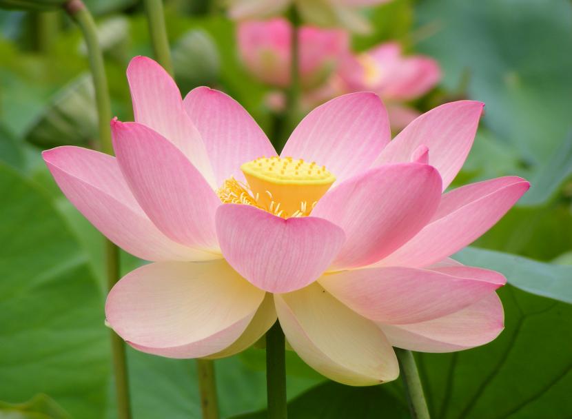 Flor de loto rosada de Nelumbo nucifera abierta sobre el agua