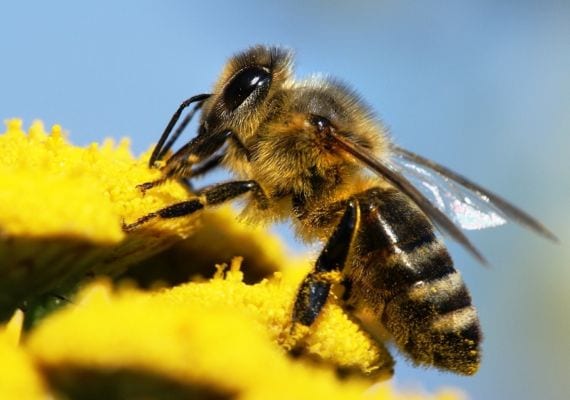 Abeja recogiendo polen sobre una flor abierta