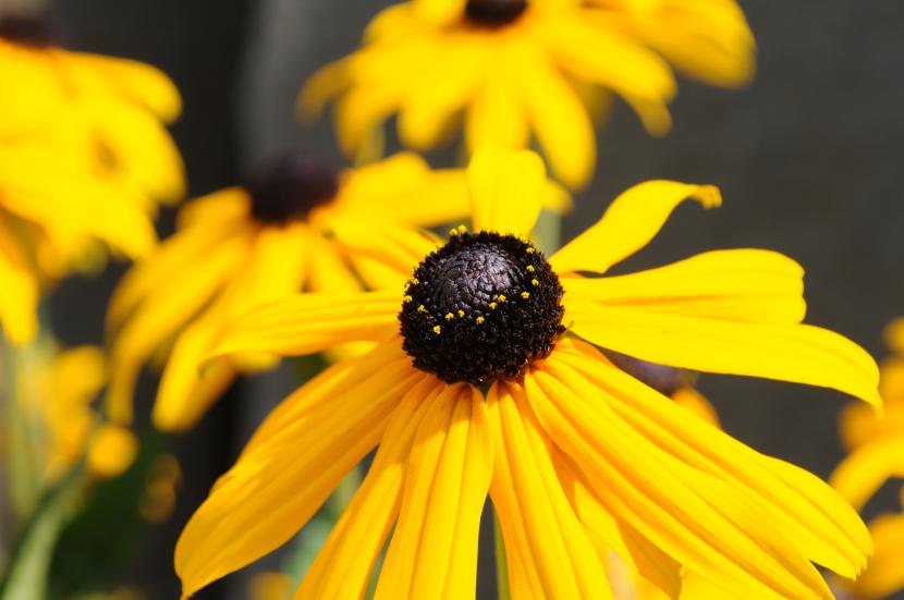 Flores de otoño: qué florece de septiembre a noviembre