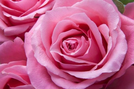 Rosa rosada abierta en un rosal