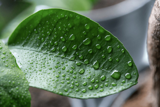 Plantas para jardín vertical según la altura