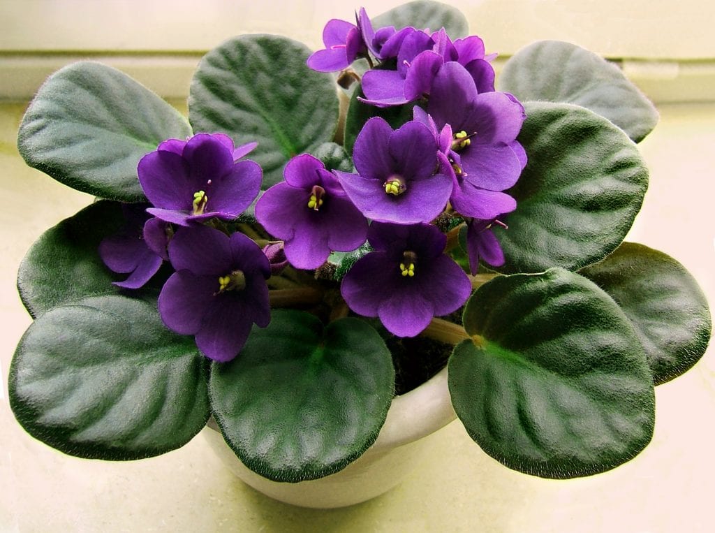 Cuidados de la violeta africana: luz, riego y floración