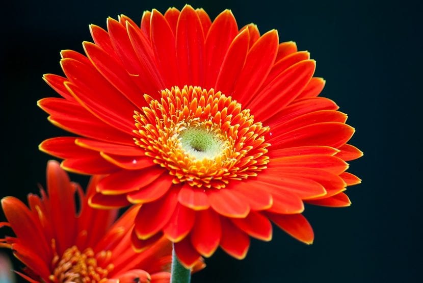Gerbera roja en flor con capítulo abierto