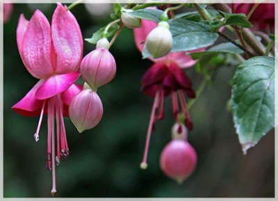 Flores colgantes de fuchsia de sépalos rojos y corola morada