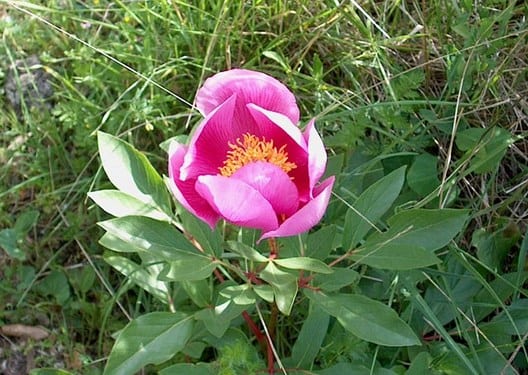 Peonía en flor con pétalos rosados abiertos